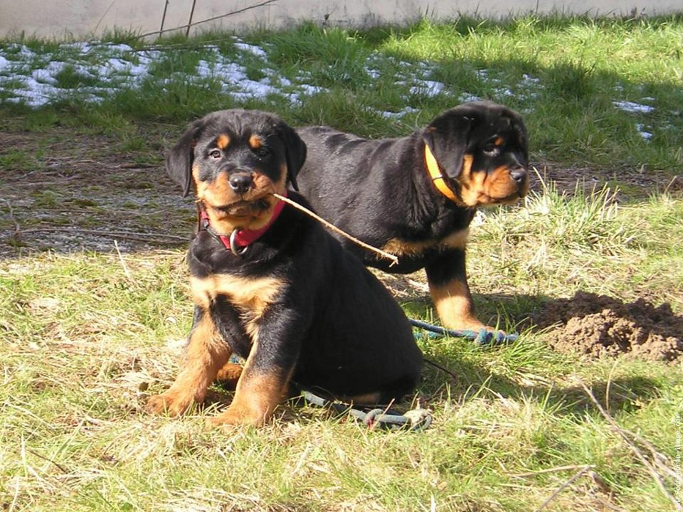 Agent de sécurité, surveillance, maître chien